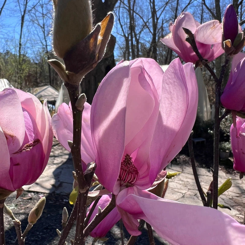 Jane Magnolia Tree with Tulip-Shaped Spring Flowers