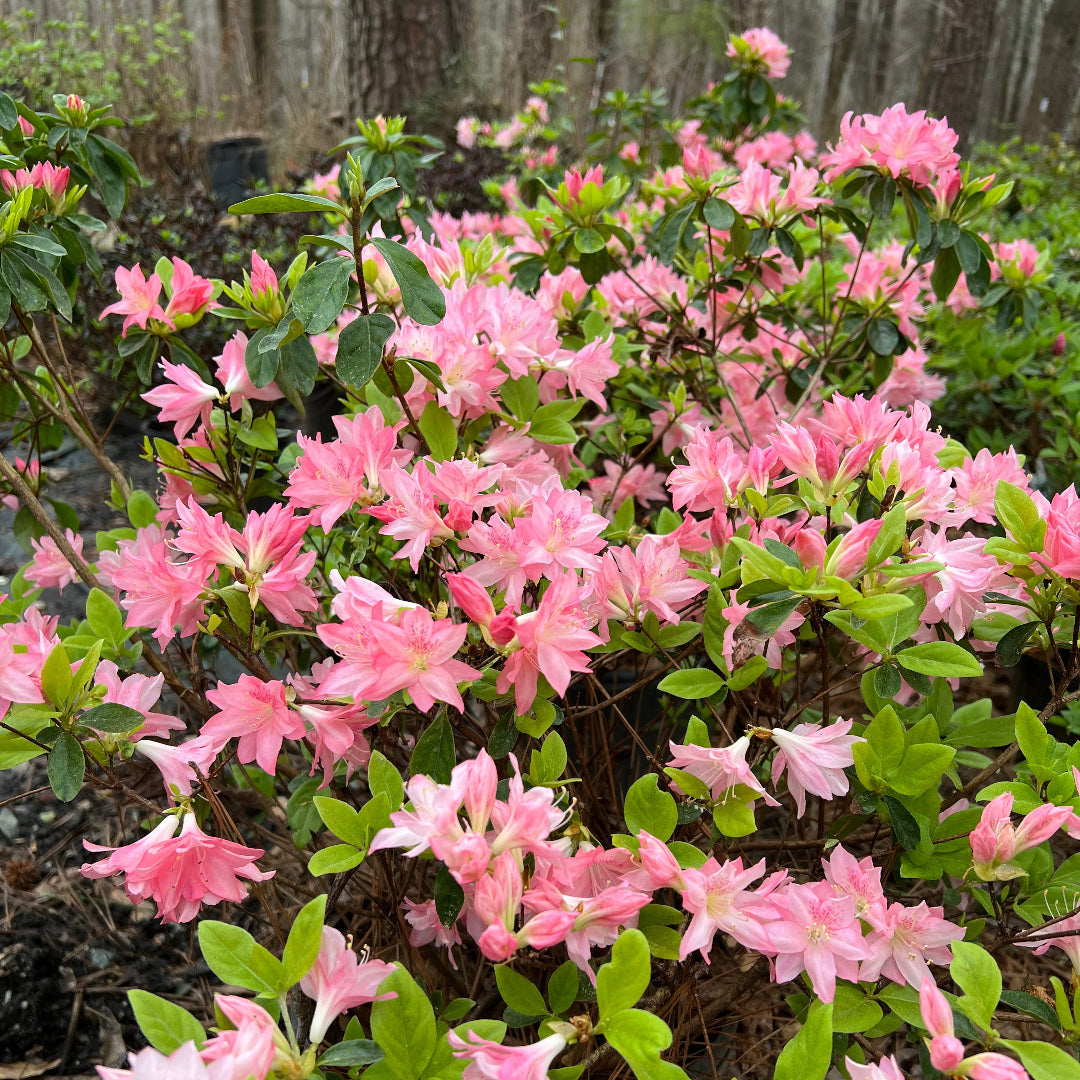 Hampton Beauty Azalea