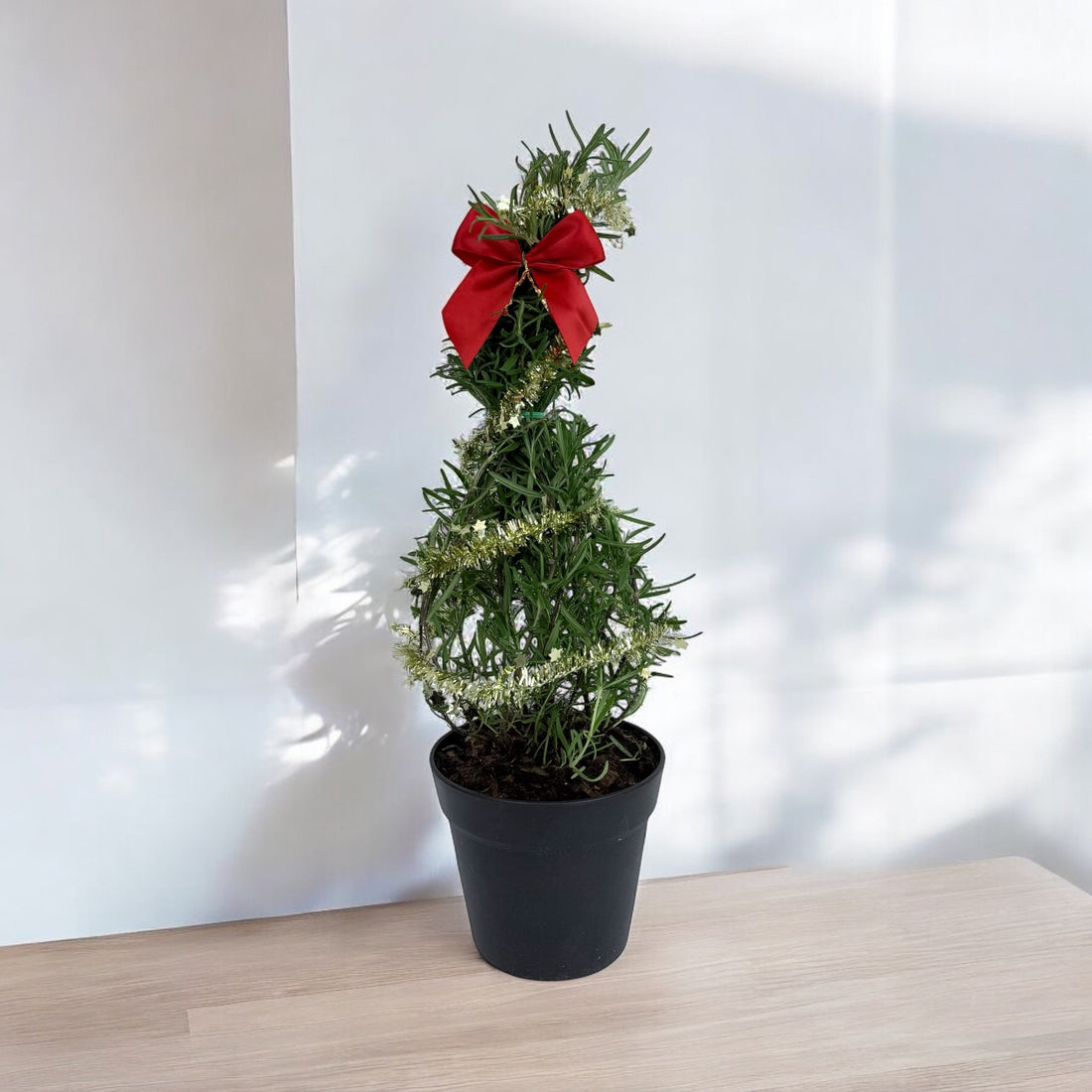 Athens Blue Rosemary