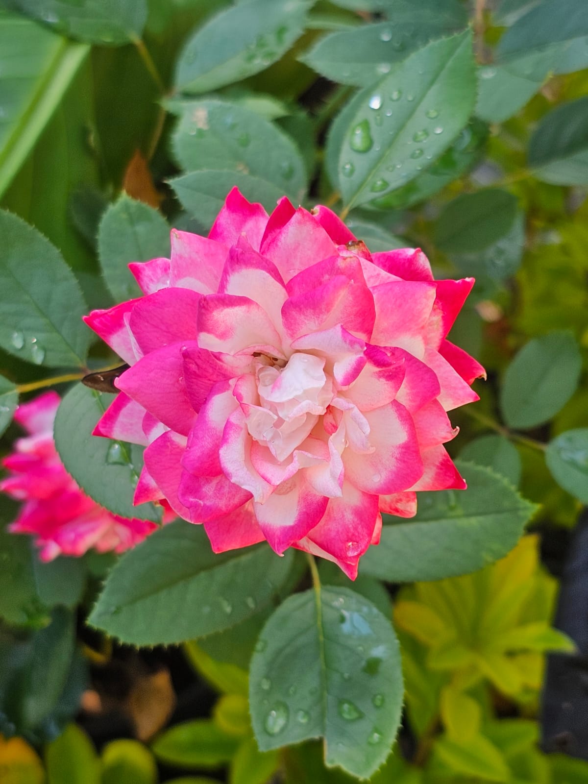 Candy Cane Cocktail Rose