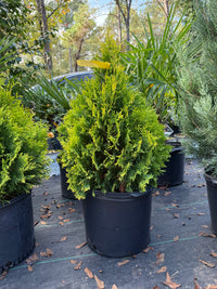 George Peabody Arborvitae