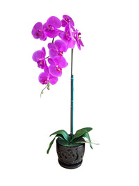 Elegant Purple Orchid in Black Ceramic Pot