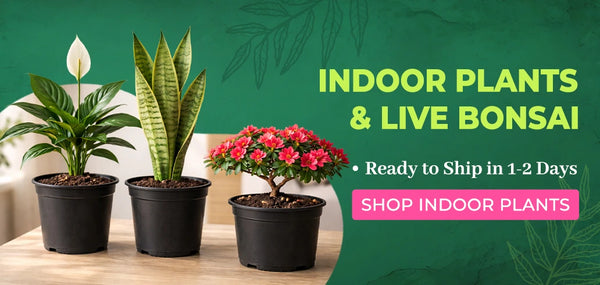 Three potted indoor plants displayed on a wooden surface against a green background with promotional text reading 'INDOOR PLANTS & LIVE BONSAI' and a pink 'SHOP INDOOR PLANTS' button.