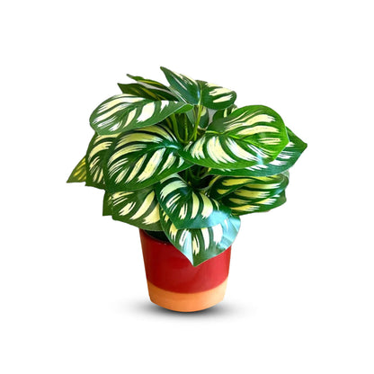 Stunning Peacock Plant in pot of your choice-Artificial-Good Gift