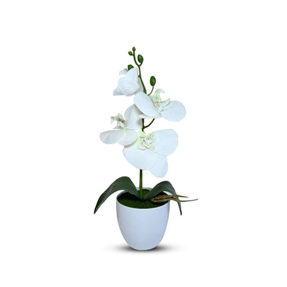 Gorgeous White Mini Orchid In Different Type of Pot - Artificial Plastic Pot