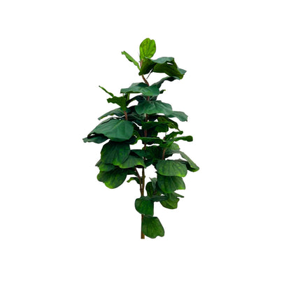 Artificial 7 ft Fiddle Leaf Tree with Big Leafs