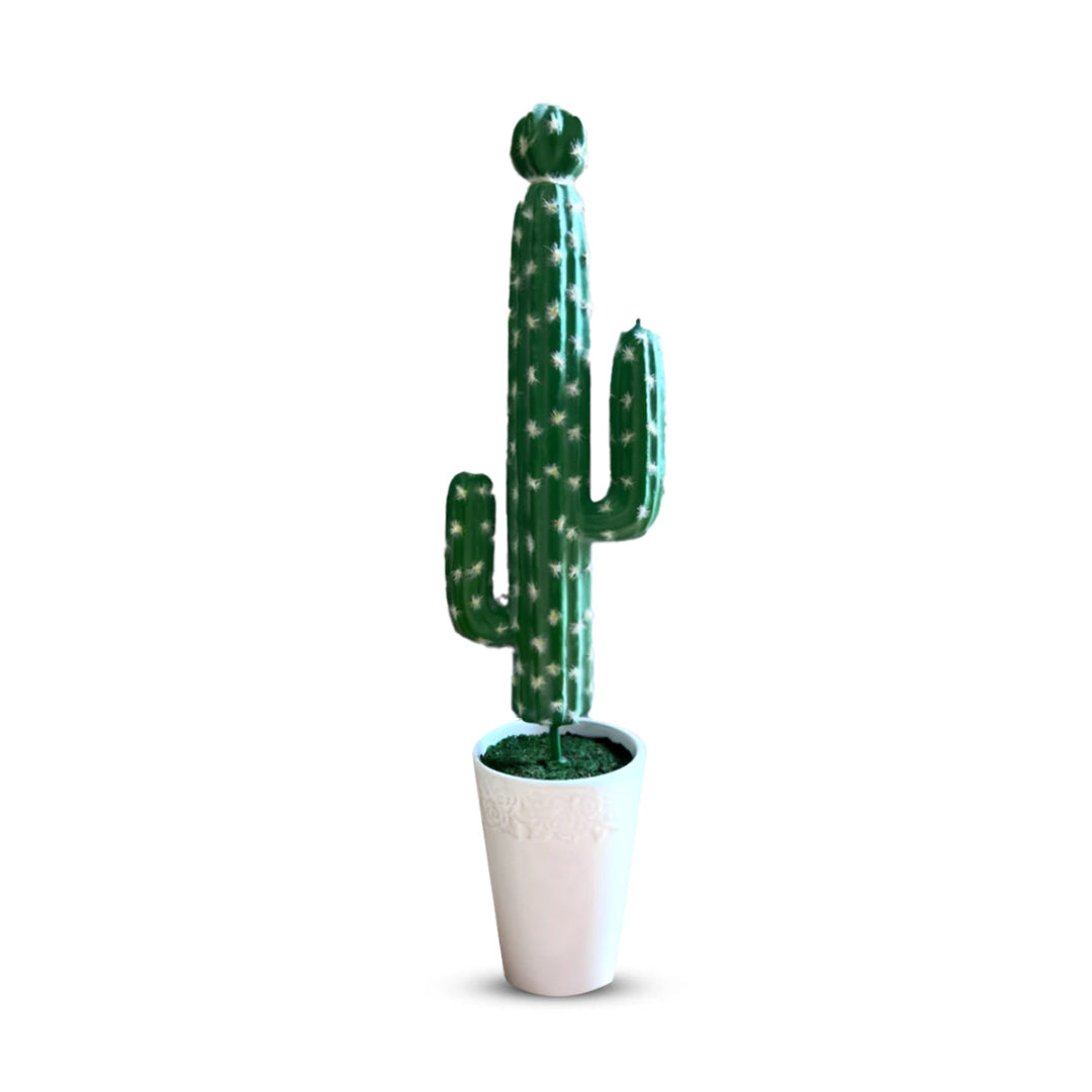 Gorgeous Tall Green Cactus in Ceramic Pot -Good Gift