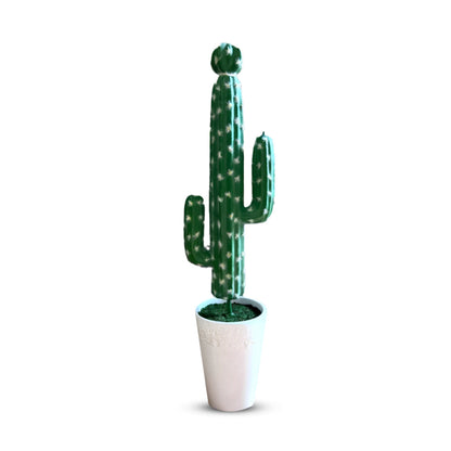 Gorgeous Tall Green Cactus in Ceramic Pot -Good Gift