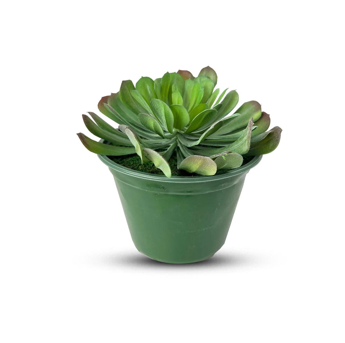 Cute Tree Houseleek Succulent in Plastic Pot - Artificial