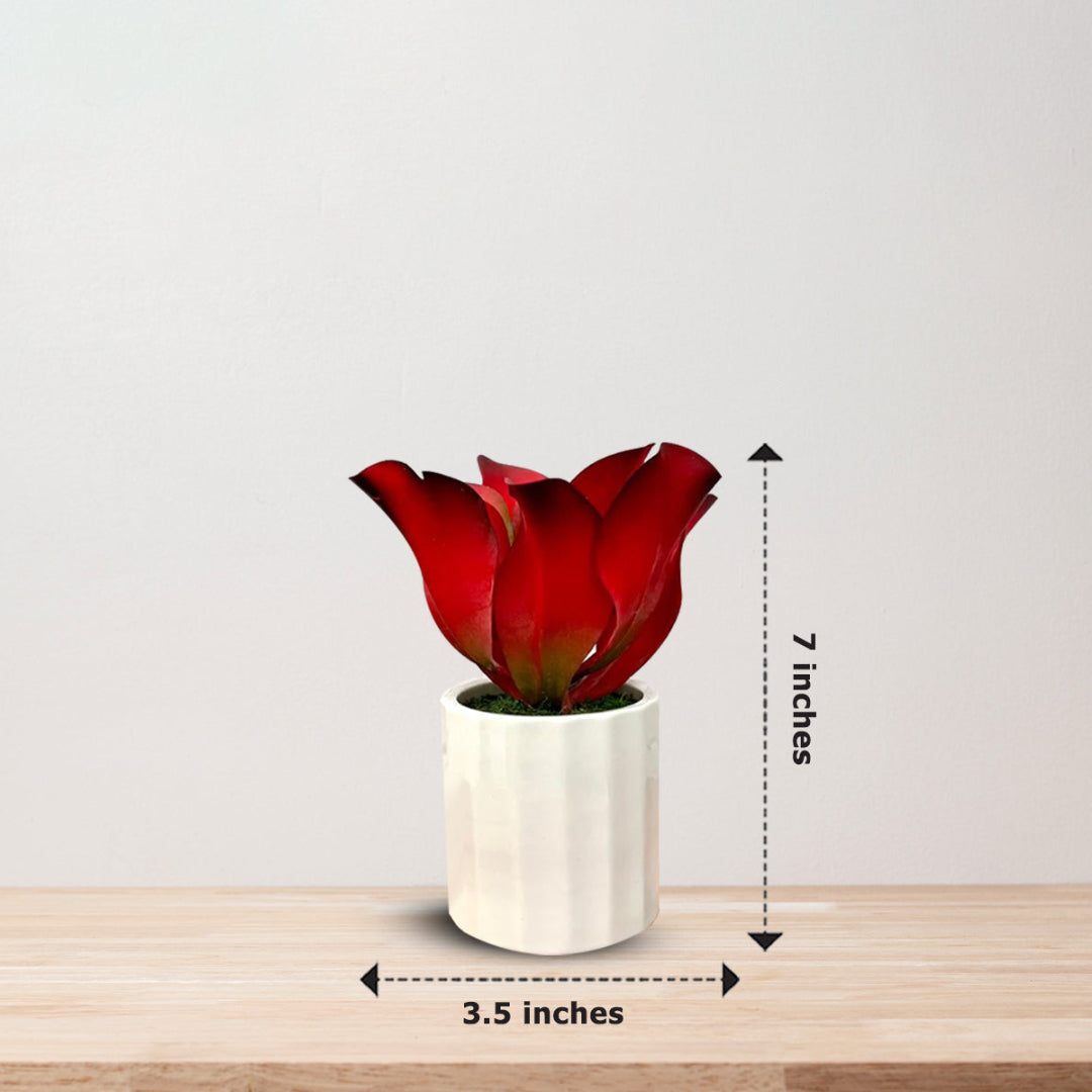 Stunning Plant with Ceramic Pot-Good Gift