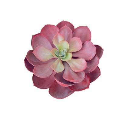 Gorgeous Echeveria in Color of Your Choice - Artificial