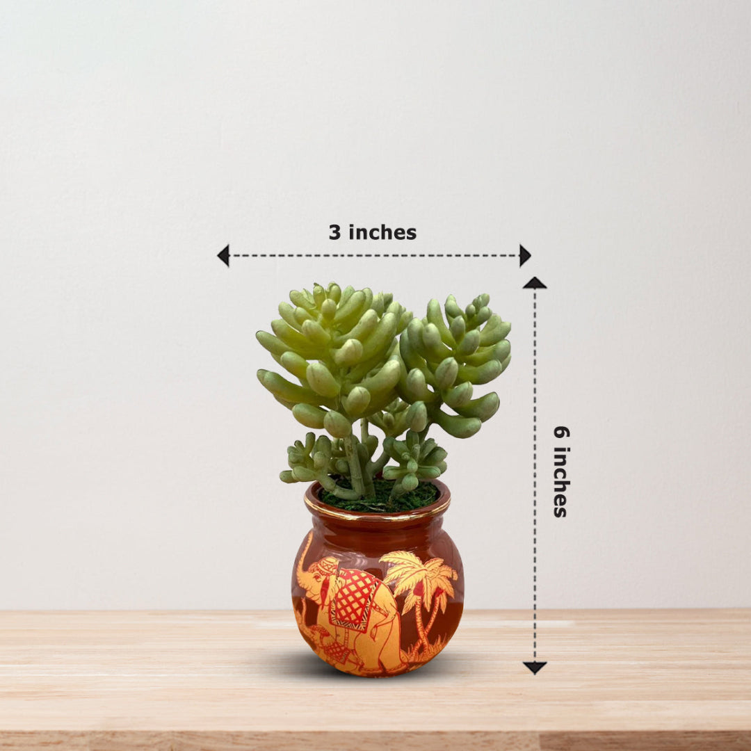 Beautiful Mini Green Succulent -Good Gift