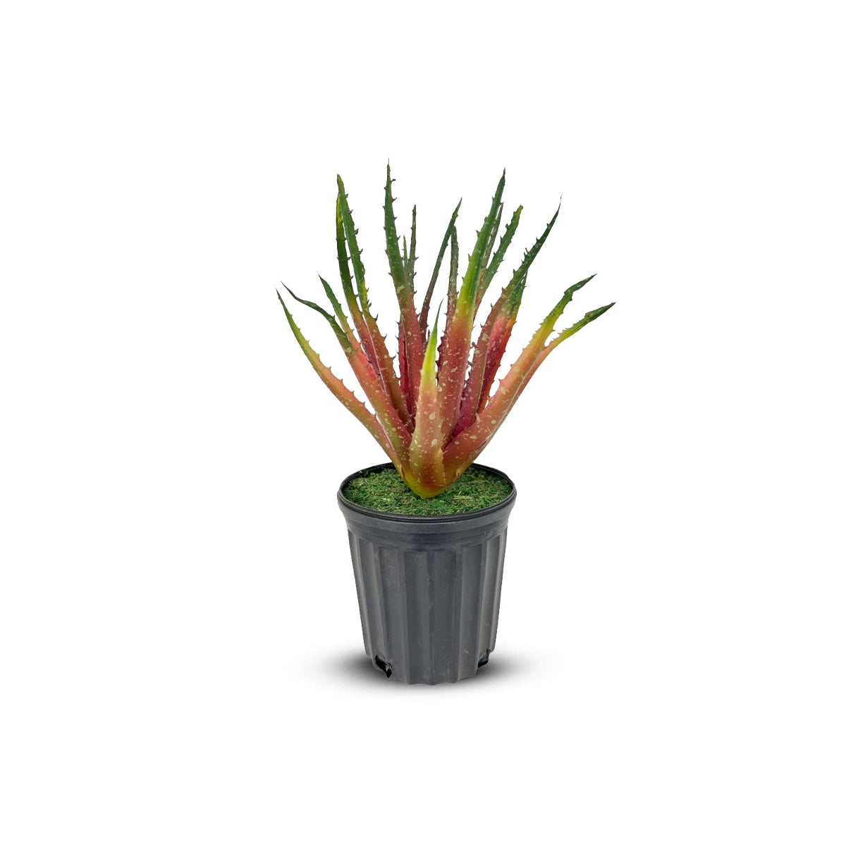 Gorgeous Aloe vera Plant in Ceramic Pot -Good Gift