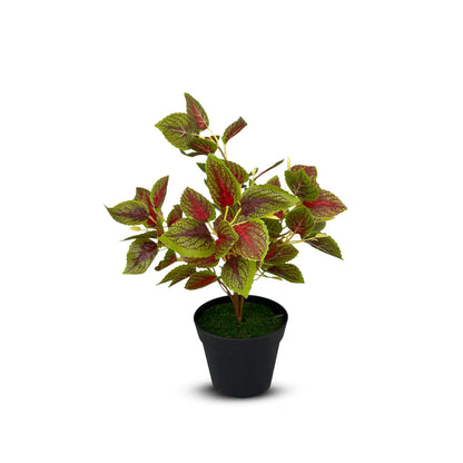 Gorgeous Leaves in Plastic Pot -Good Gift