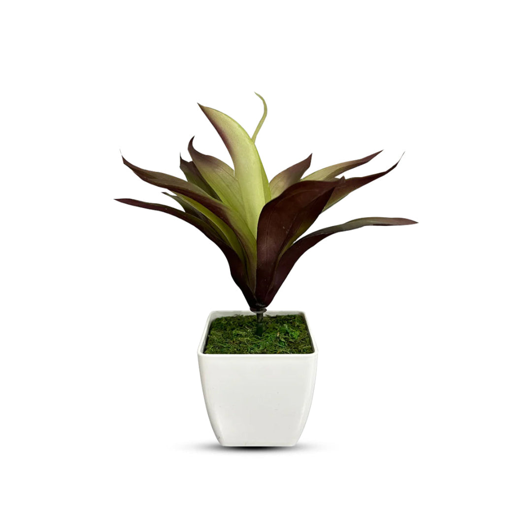 Gorgeous Bonsai - Good Gift