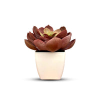 Artificial Stunning Crassulla Red Succulent -Good Gift