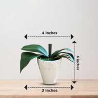 Gorgeous Variegated Orchids with 9 Flowers (Artificial) (The Perfect Christmas Gift)