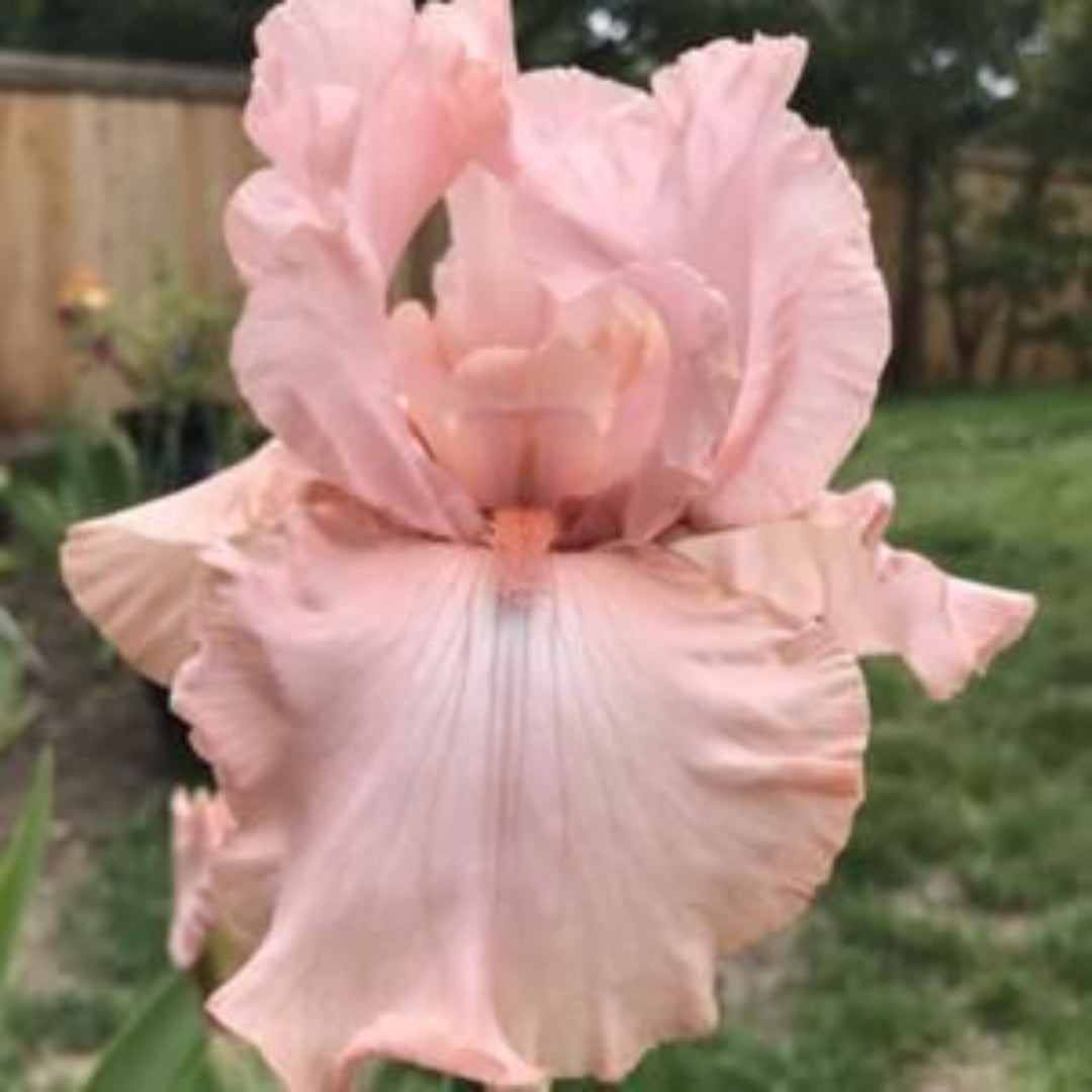 Iris germanica &