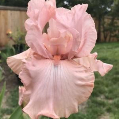 Iris germanica &