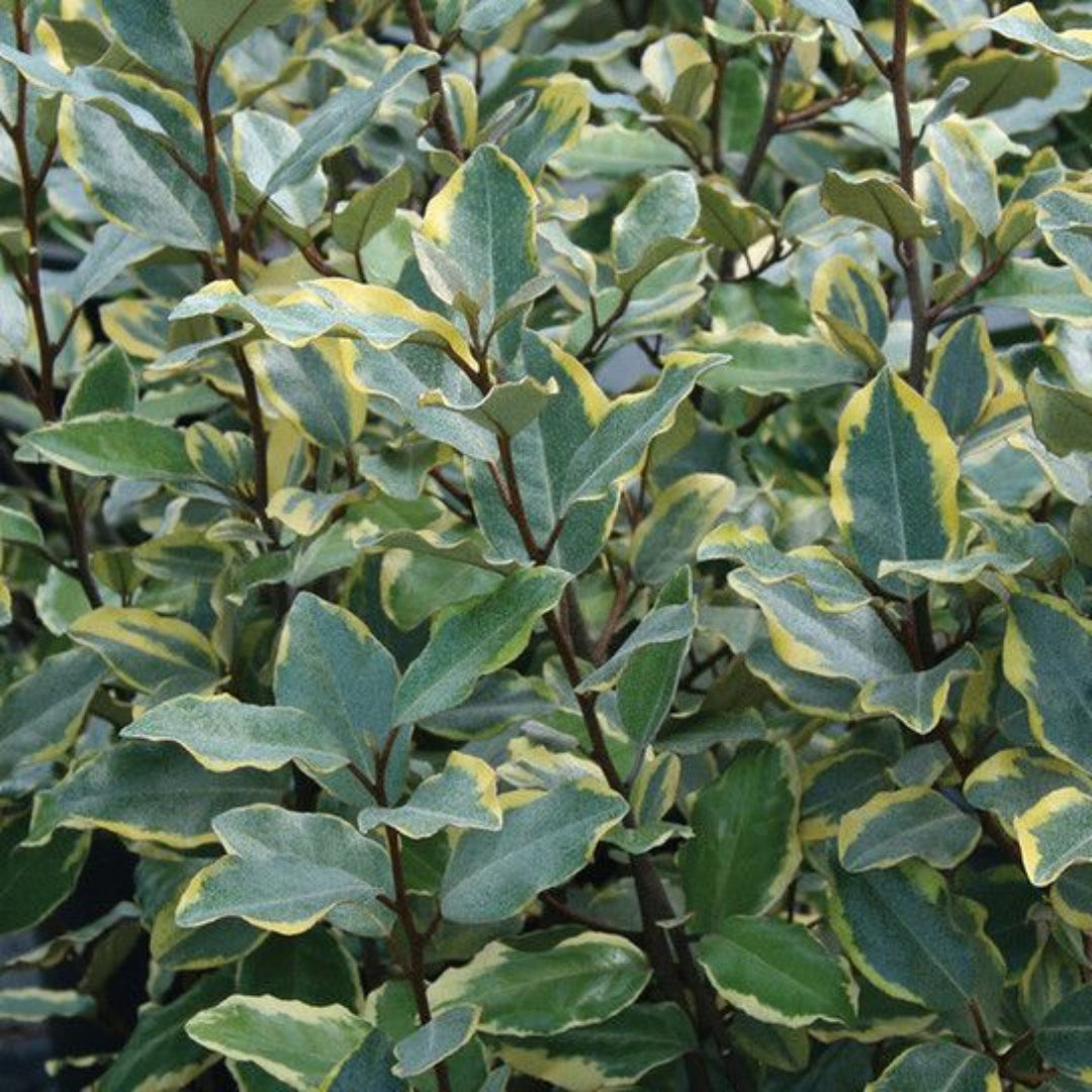 Elaeagnus ‘Olive Martini’