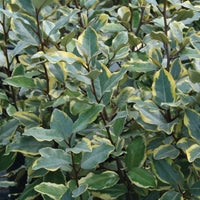 Elaeagnus ‘Olive Martini’