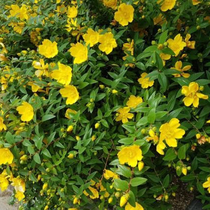 Hypericum Hidcote