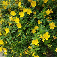 Hypericum Hidcote