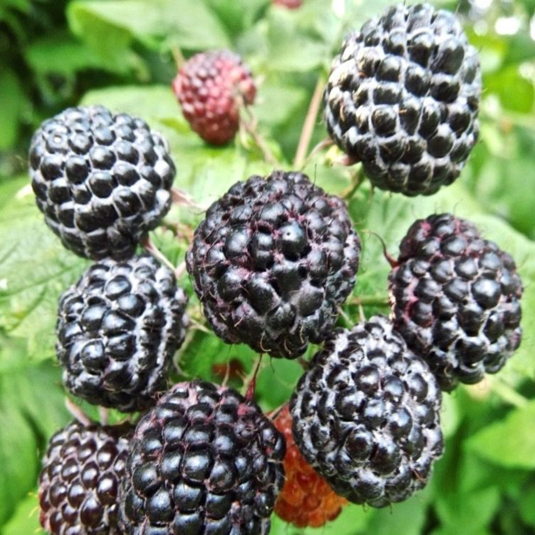Jewel Black Raspberry