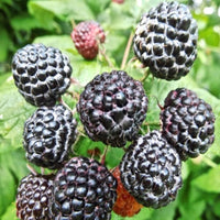 Harvested Jewel Black Raspberry fruit with deep dark color