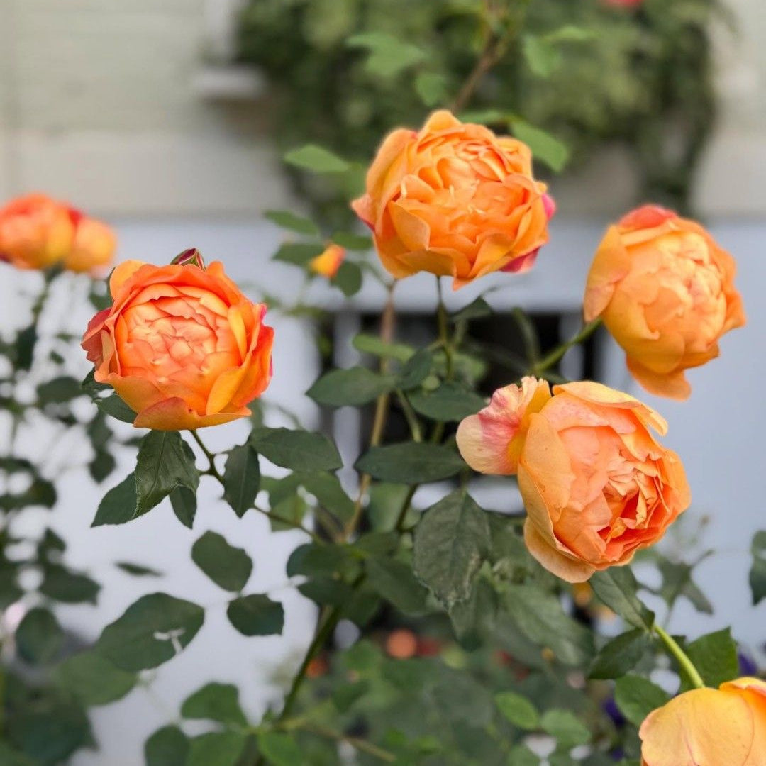 Rosa ‘Meisobuko’ Brick House® Orange Floribunda