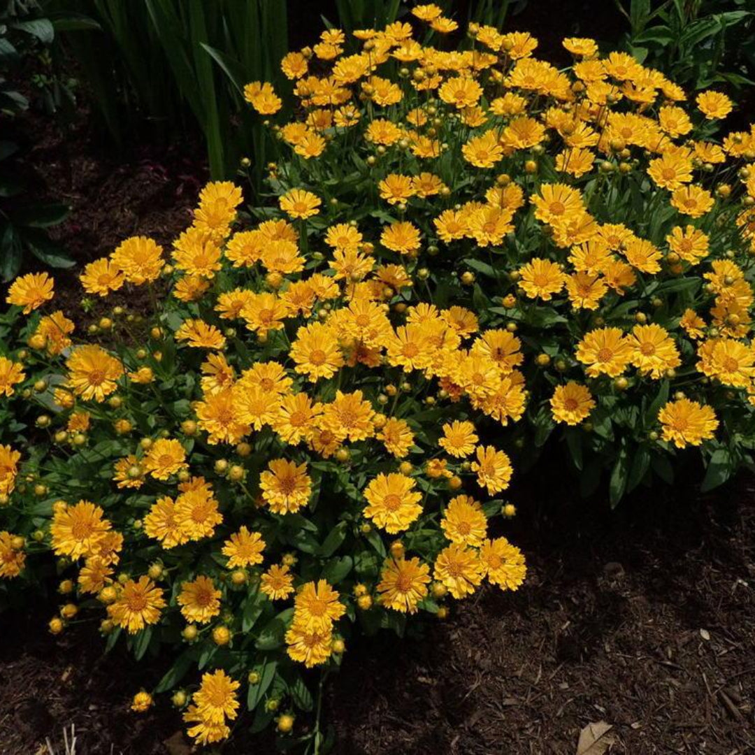 Coreopsis x &