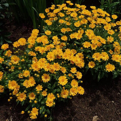 Coreopsis x &
