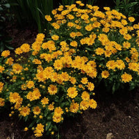 Coreopsis x 'Jethro Tull' - [EG]