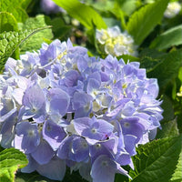 Bloom clusters brighten Penny Mac Hydrangea landscapes