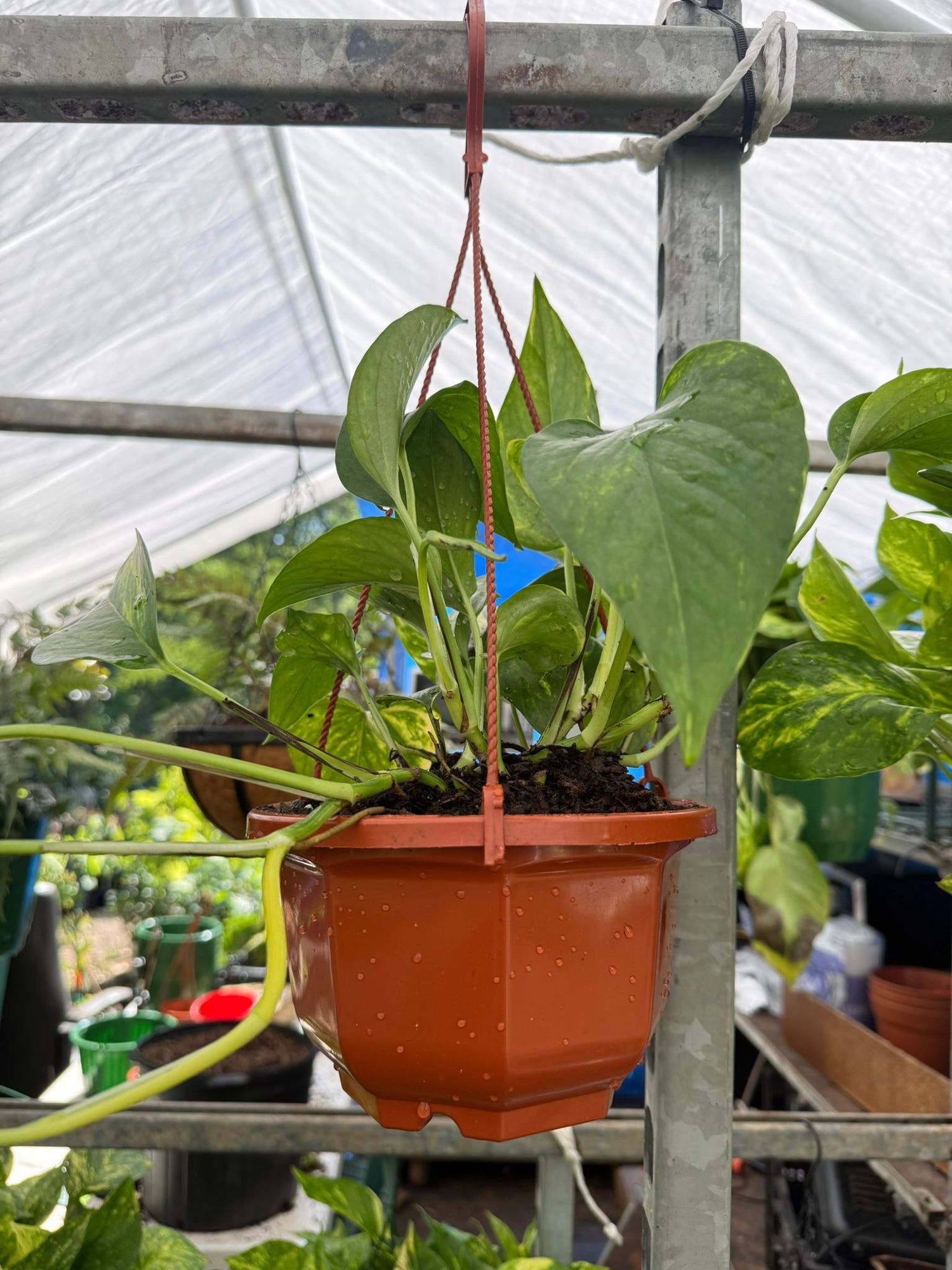 pothos plant trailing Golden Pothos Hanging Basket – Air Purifying Indoor Plant