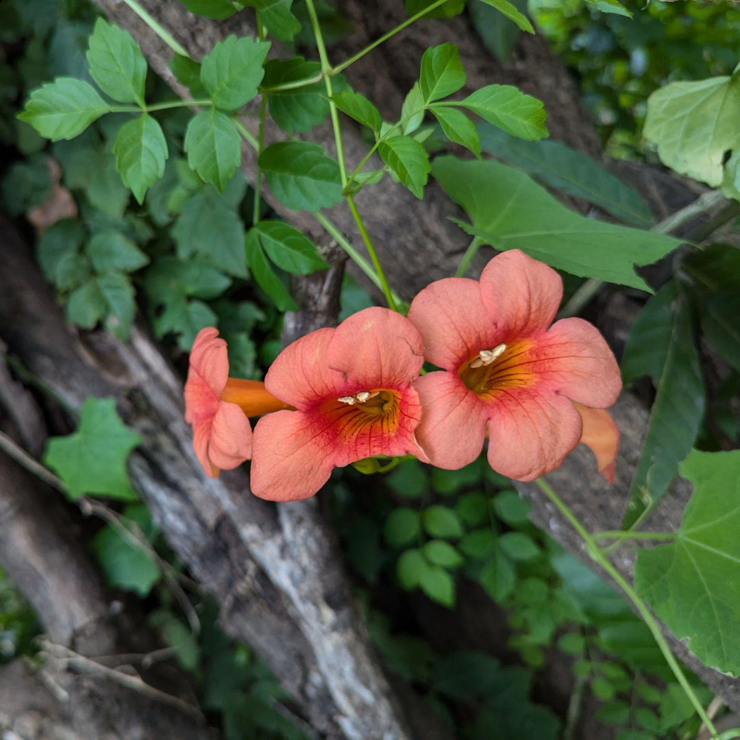 Campsis Radicans (Trumpet Creeper)