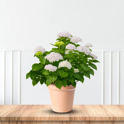 Blushing Bride Endless Summer Hydrangea