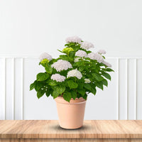Blushing Bride Endless Summer Hydrangea with White-Pink Blooms
