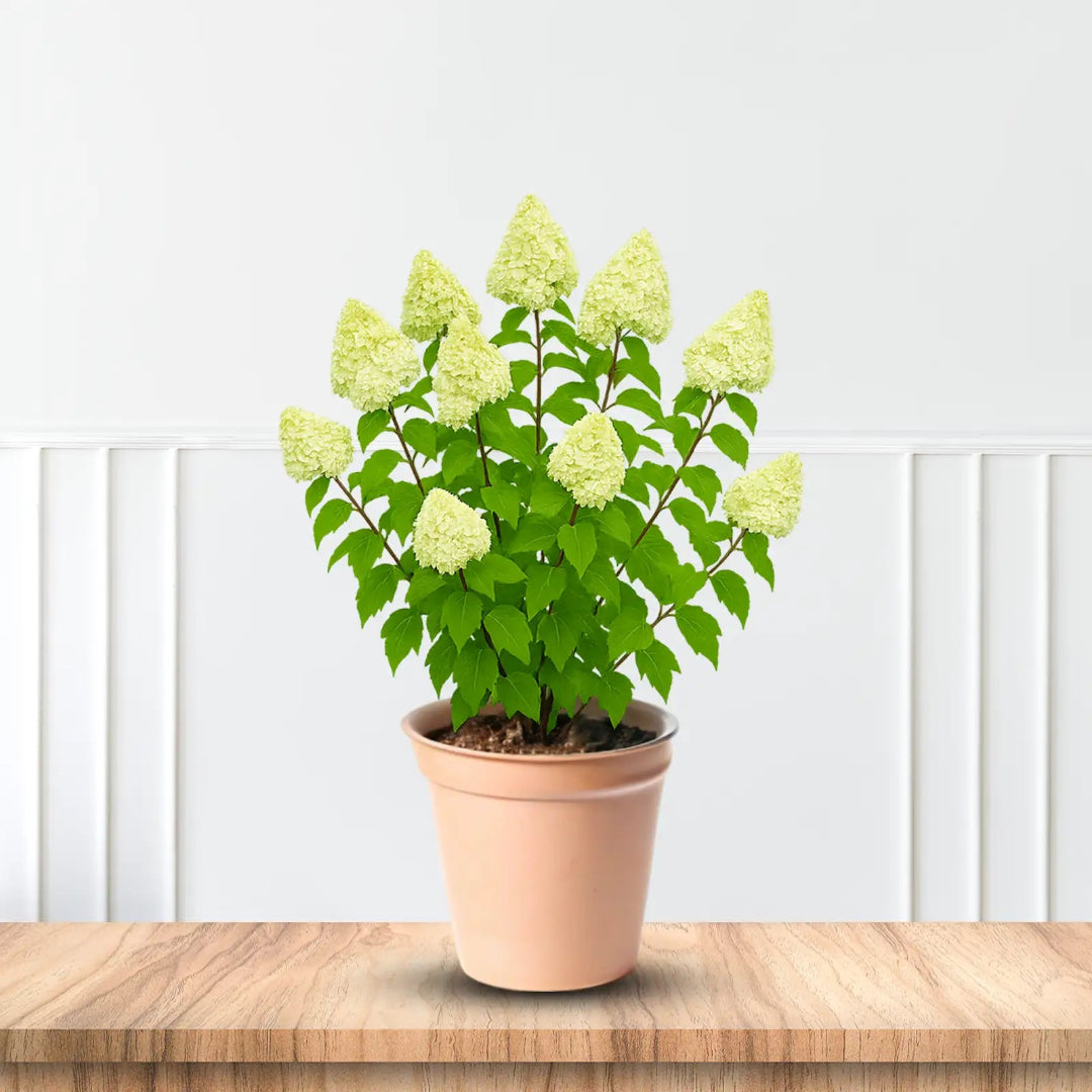 Limelight Prime Hydrangea