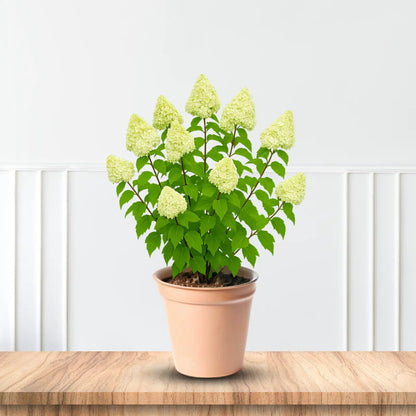 Limelight Prime Hydrangea