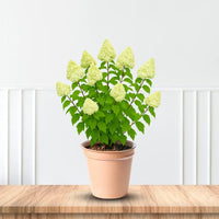 Limelight Prime Hydrangea