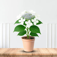 Hydrangea ‘Tokyo Delight’ lacecap hydrangea featuring white to pink flower clusters and green foliage