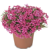 Phlox Subulata 'Scarlet Flame'