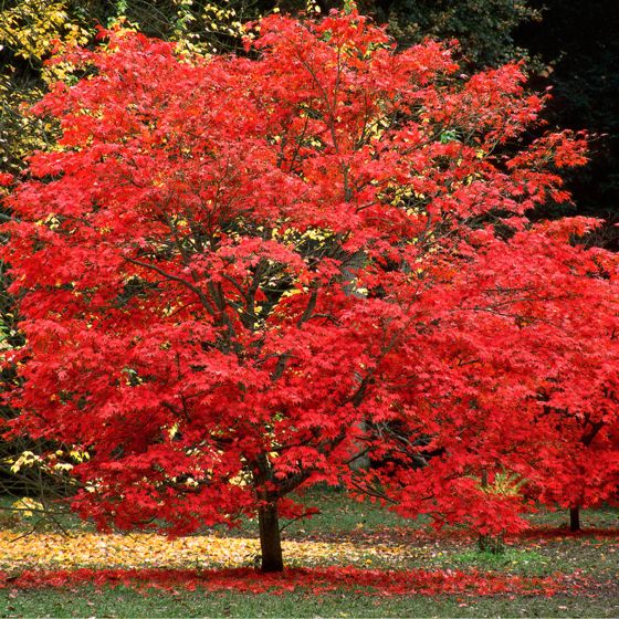 Sun Valley Red Maple Tree