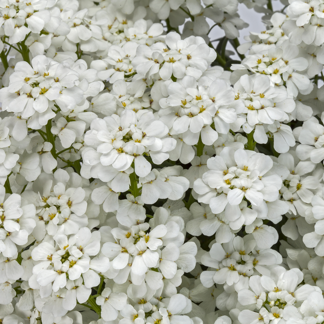 Iberis sempervirens &