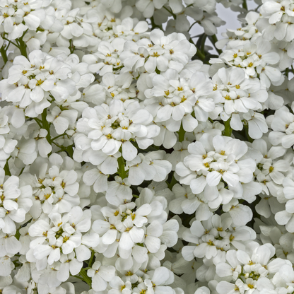 Iberis sempervirens &