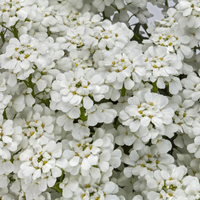 Iberis perennial plant in nursery pot