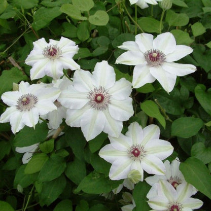 Clematis ‘Miss Bateman’