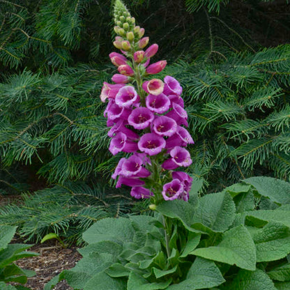 Digitalis Mertonensis, (a.k.a. The Summer King) Strawberry Foxglove