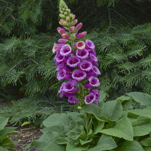 Digitalis Mertonensis, (a.k.a. The Summer King) Strawberry Foxglove